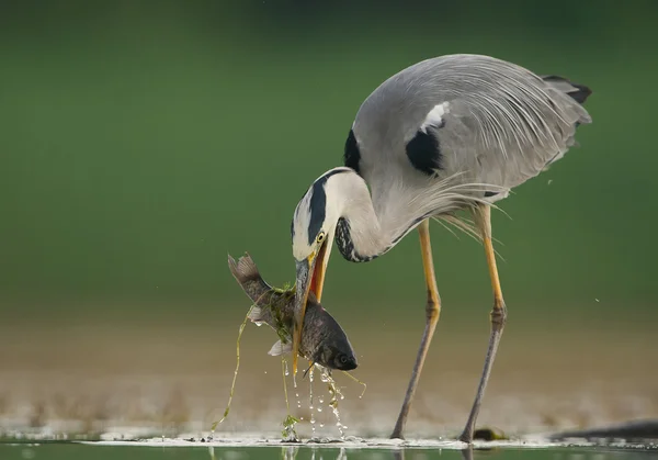 Garza gris con pescado en el pico Fotos De Stock Sin Royalties Gratis