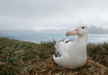 Yuvada dolaşan albatros 