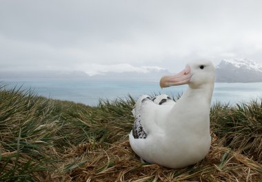 Wandering albatross on the nest  clipart