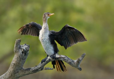 Afrika anhinga kanatlarını kurutma 
