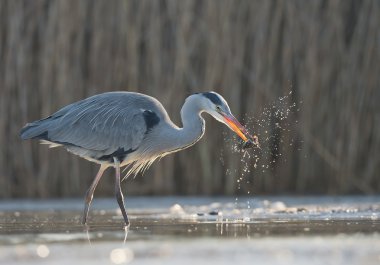 GREY HERON Suyun içinde duruyor