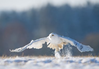 Snowy owl taking off  clipart
