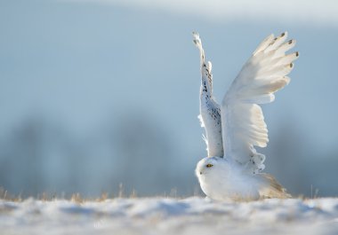 Snowy owl taking off from  clipart