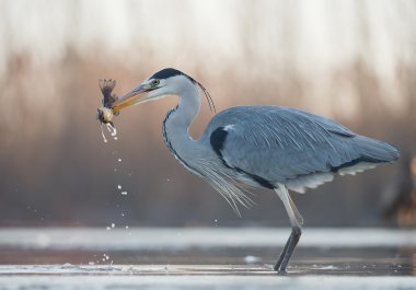 GREY HERON Suyun içinde duruyor 