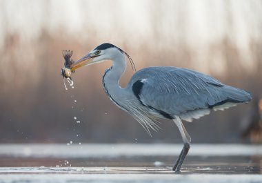 Grey heron standing in the water  clipart