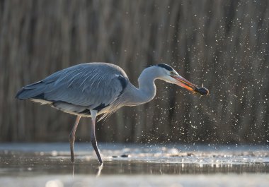 Grey heron standing in the water  clipart