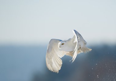 Snowy owl flying over snowy plain clipart