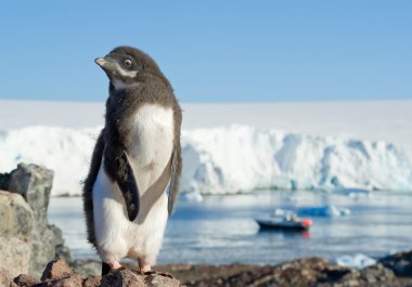 kayanın üzerinde duran oung Adelie pengueni