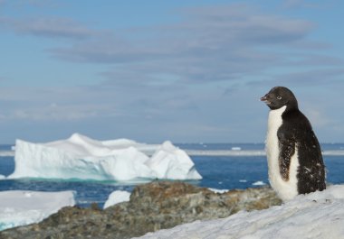 Young Adelie penguin standing on snowy hill
