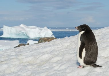 Karlı tepede duran Adelie pengueni