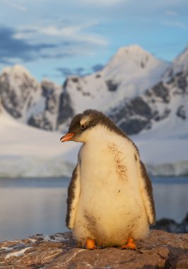 Genç gentoo pengueni duran kaya