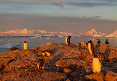 Small group of gentoo penguins in last sun beams clipart