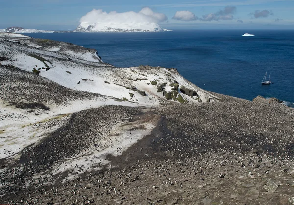 Chinstrap penguenlerin büyük kolonisi — Stok fotoğraf