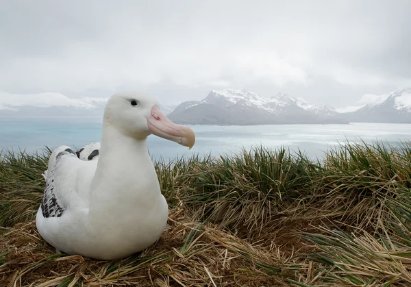 Albatros errantes en el nido — Foto de Stock