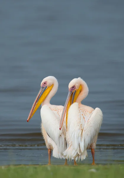 Dvojice bílých peličanů — Stock fotografie