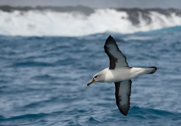 Albatros de cabeza gris volando sobre el océano azul —  Fotos de Stock
