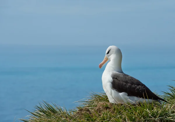 Černým obočím Albatros — Stock fotografie