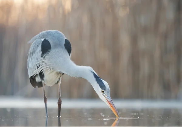 Pesca airone grigio nello stagno — Foto Stock