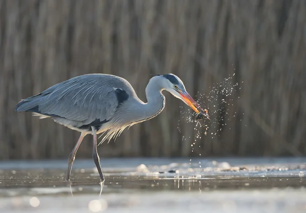 GREY HERON Suyun içinde duruyor — Stok fotoğraf