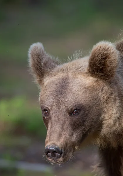 Bruine beer gezicht portret — Stockfoto