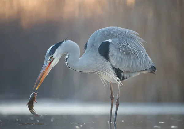 Pesca airone grigio nello stagno — Foto Stock