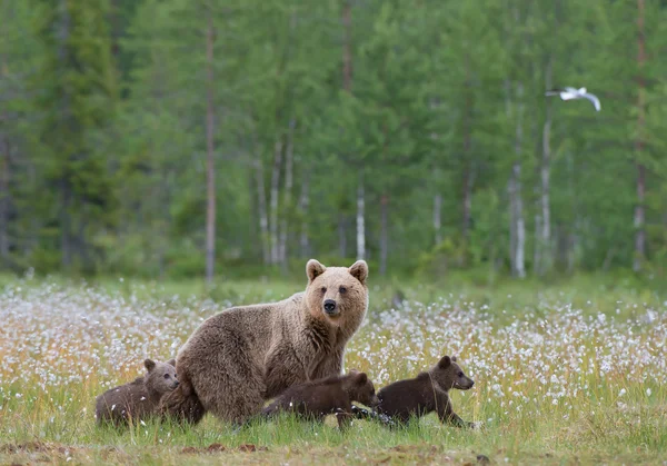 Női barna medve, a három kölykök — Stock Fotó