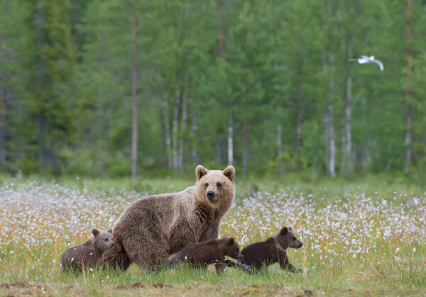 Female brown bear with three cubs