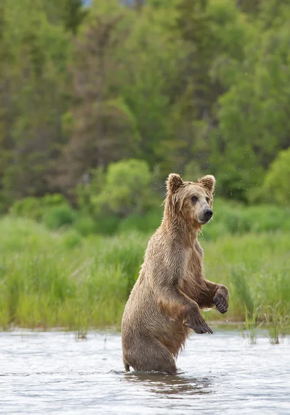Grizzly bear standing in the river