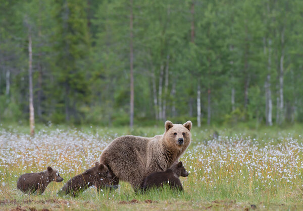 Female brown bear with three cubs
