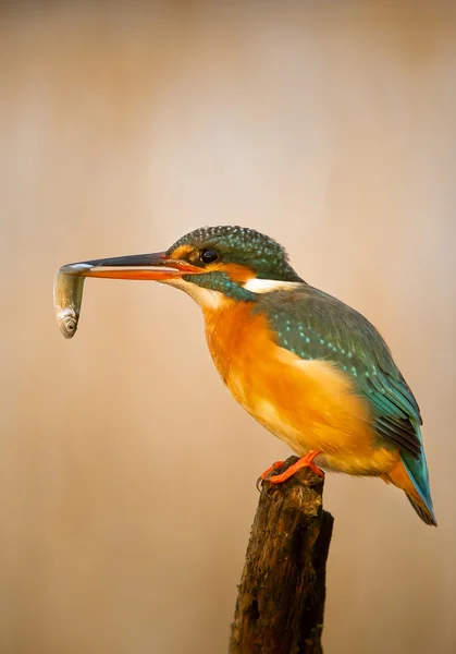 Ommon kingfisher perching on the branch — Stock Photo, Image