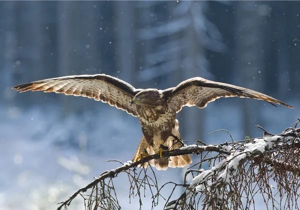 Buzzard comum sentado na árvore morta — Fotografia de Stock