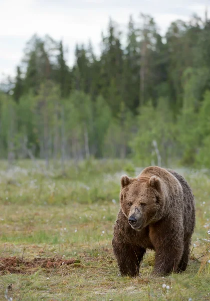 Énorme mâle brun ours — Photo