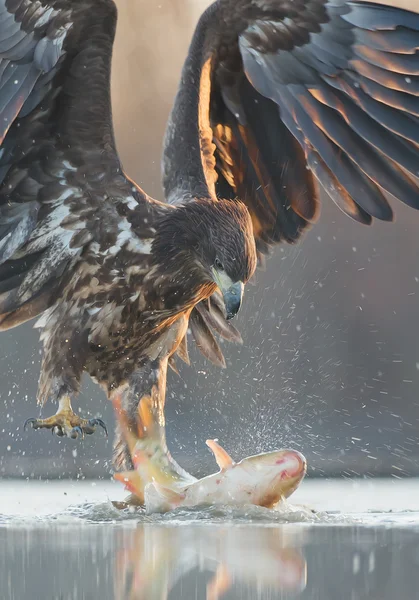 Joven águila de cola blanca con peces grandes — Foto de Stock