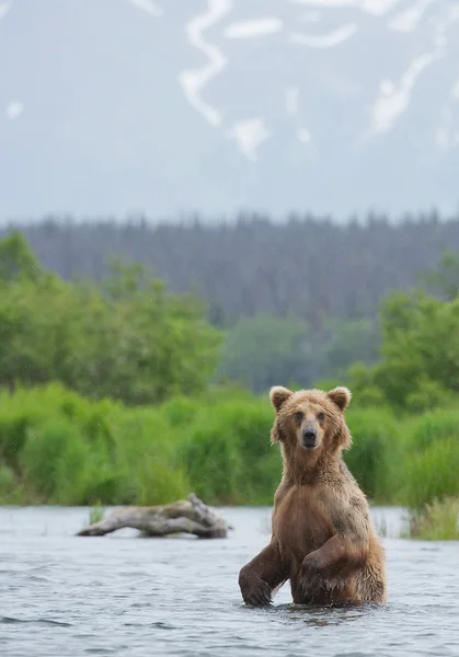 Oso pardo parado en el río — Foto de Stock