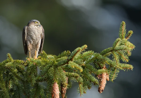 Sparrow hawk zittend op de tak — Stockfoto
