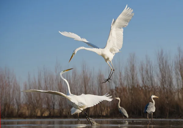 Air fight of two great white egrets — Stock Photo, Image