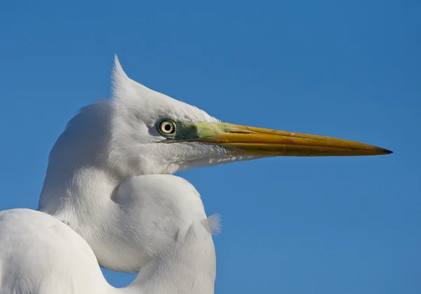 Velký bílý portrét Egret — Stock fotografie