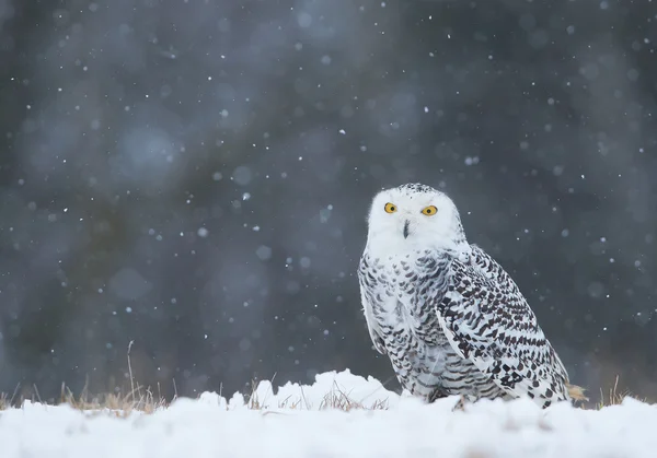 Снежная сова сидит на равнине — стоковое фото