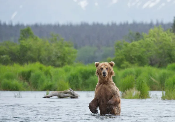 Medvěd grizzly stojící v řece — Stock fotografie