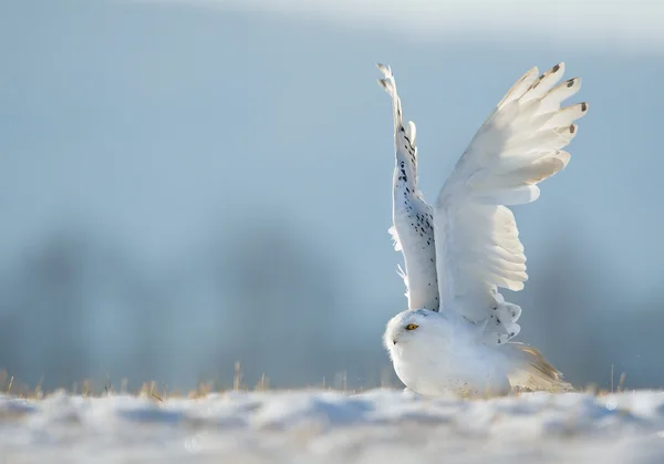 Snowy owl taking off from — Stock Photo, Image