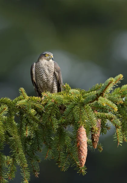 Sparrow hawk zittend op de tak — Stockfoto