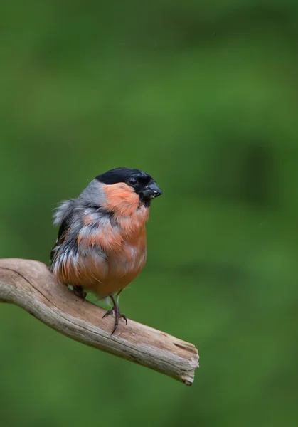 Eurasiático bullfinch sentado no ramo — Fotografia de Stock