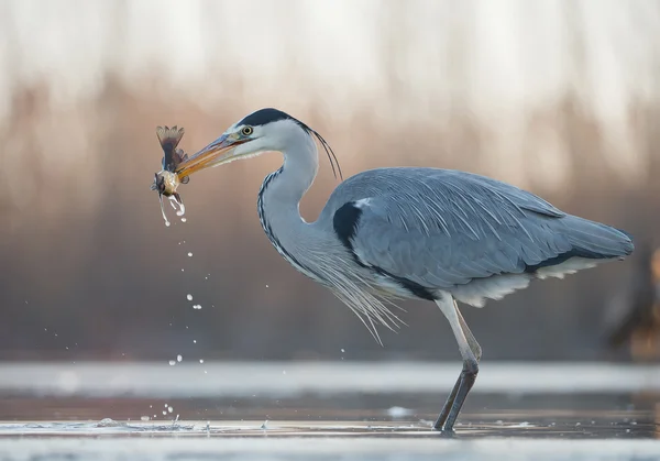 GRAUER HERON, der im Wasser steht — Stockfoto