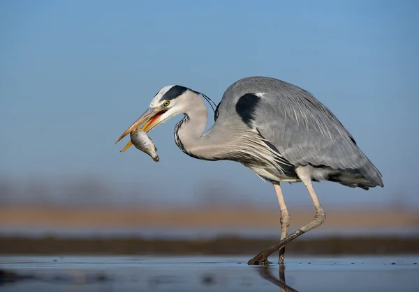 Grey heron standing in the water — Stock Photo, Image