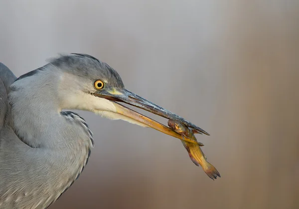 Young grey heron fiske i dammen närbild — Stockfoto