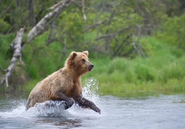 Pêche à l'ours vertigineux dans la rivière — Photo