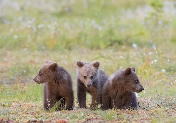 Otların arasında oturan üç kahverengi ayı yavrularını — Stok fotoğraf