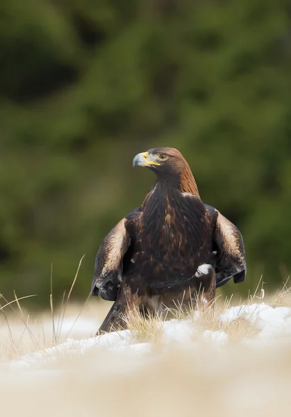 Golden eagle sitting in the yellow grass — Stock Photo, Image