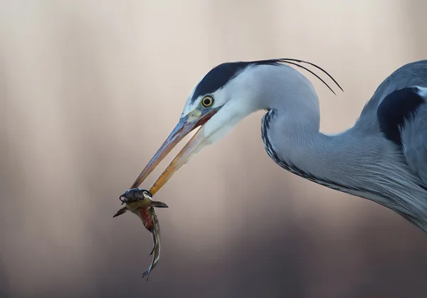 Graureiher mit Rinderfischen — Stockfoto