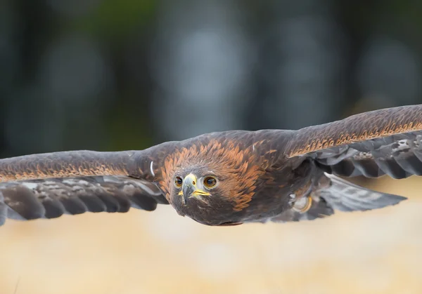Golden eagle flying over the yellow grass closeup — Stock Photo, Image